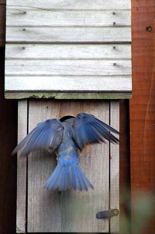 bluebirds